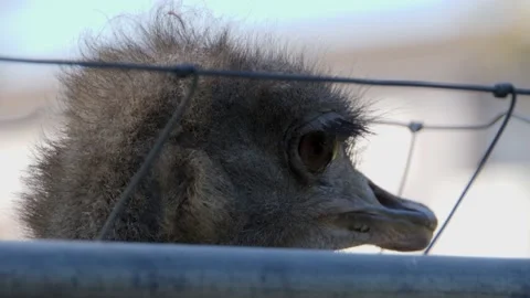 Close up of Ostrich head Stock Footage 135890132