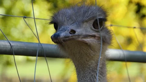  Close up of Ostrich head Stock Footage 135918104