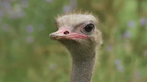Close-up of an ostrich head 스톡 동영상 137021498
