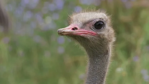 Close-up of an ostrich head 스톡 동영상 137022023