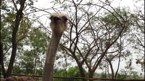 Close up of ostrich head Stock Footage 343685643