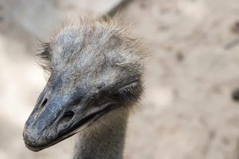 Close up of ostrich head Stock Photos