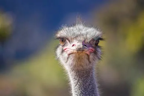Close up of Ostrich head on Stock Photos