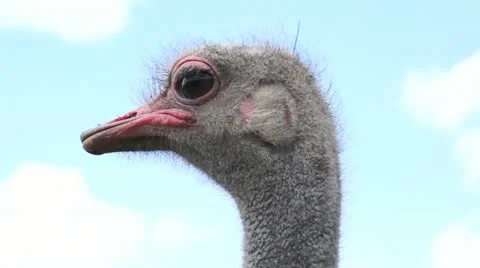 Close Up Ostrich Head Shot Stock Footage 10877051