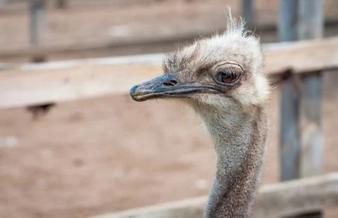 A close-up of an ostrich. The largest flightless bird. Stock Photos