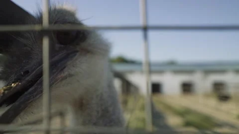Close up of an ostrich looking at the camera and trying to bite Stock Footage 155457348