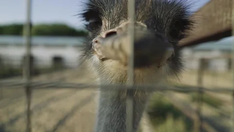 Close up of an ostrich looking at the camera and trying to bite Stock Footage 155457458