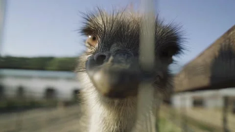 Close up of an ostrich looking at the camera and trying to bite Stock Footage 155457512