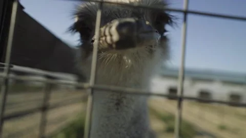 Close up of an ostrich looking at the camera and trying to bite Stock Footage 155457542