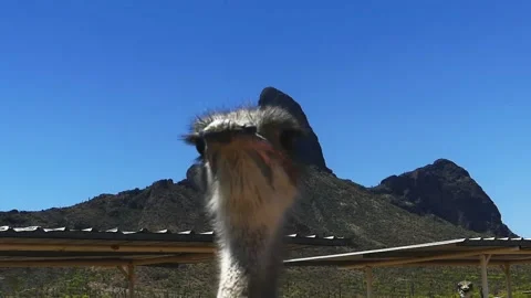 Close-up Ostrich With Mountain Backdrop 스톡 동영상 186737322
