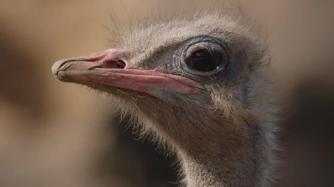 Close-Up of an Ostrich in Nature Video stock 305696127