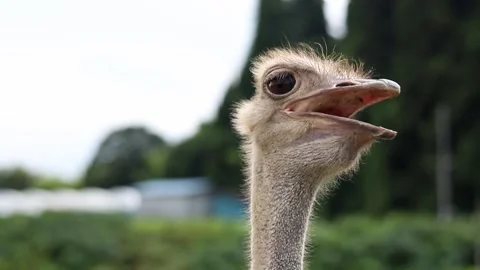 Close up of an ostrich from the neck up Stock Footage 248268624