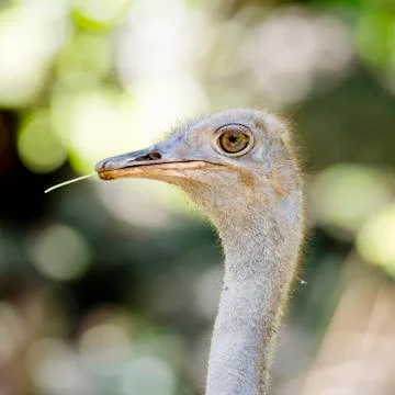 Close up Ostrich Stock Photos