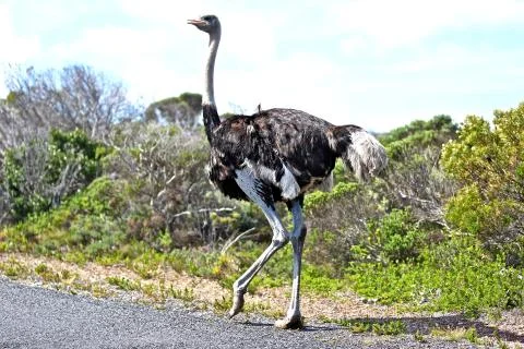 A close-up a ostrich Stock Photos