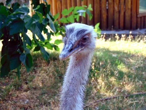 Close up of a ostrich Stockfoto's