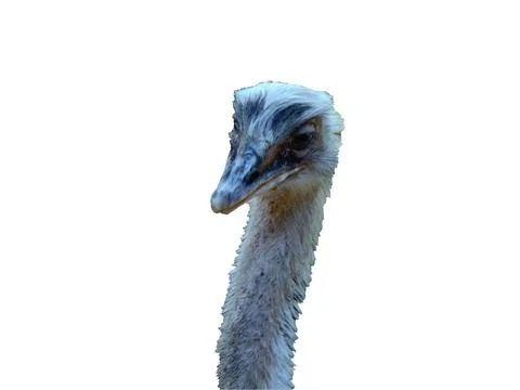 Close up of a ostrich Photos