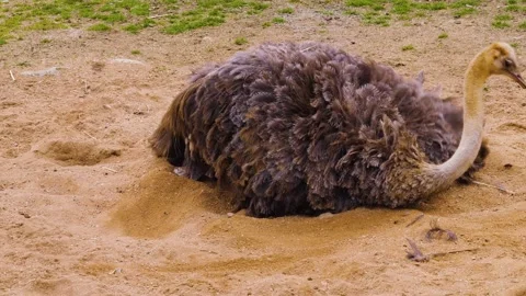 Close up of ostrich resting Stock Footage 238951310