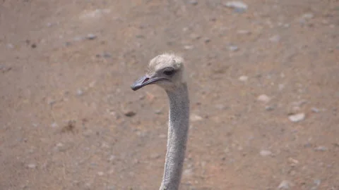 Close up of ostrich in slow motion 60fps Video stock 153330249
