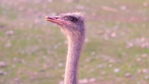 Close-up of an ostrich turning its head to the sides. Stock Footage 263912922
