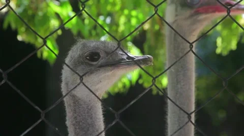 Close-Up of Ostriches Stock Footage 59906837