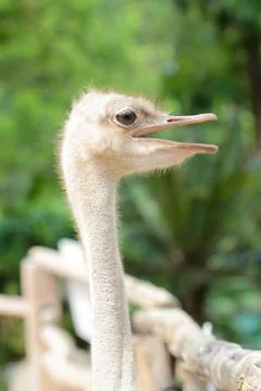 Close up on a ostrich's head Stock Photos