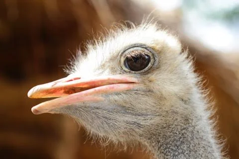 Close up on a ostrich's head Stock Photos