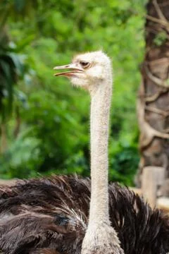 Close up on a ostrich's head Stock Photos