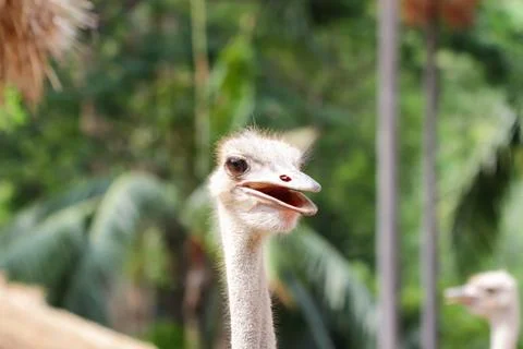 Close up on a ostrich's head Stock Photos