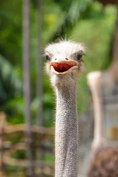 Close up on a ostrich's head Stock Photos