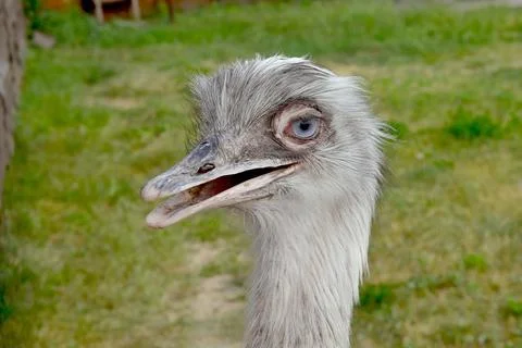 Close-up of an ostrich's head Stock Photos