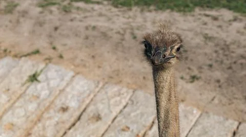 Close-up of an ostrich's head showcasing its unique feathers and expressive e Stock Photos