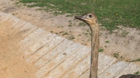 Close-up of an ostrich's head showcasing its unique feathers and expressive e Stock Photos