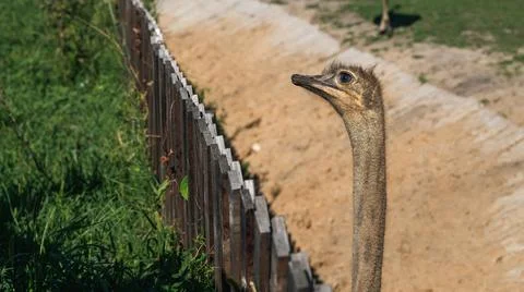 Close-up of an ostrich's head showcasing its unique feathers and expressive e Stock Photos