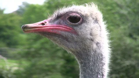 Close up OSTRITCH profile Video stock 235087