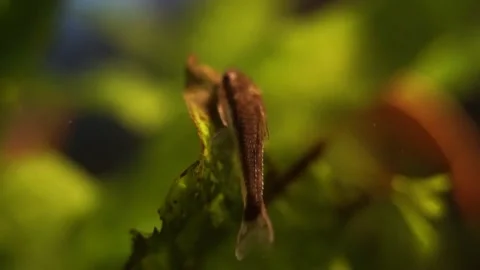 Close-up Otocinclus 库存影片 161118856