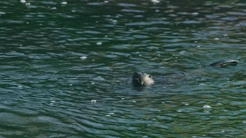 Close up of Otter crunching on Fish Vídeos de archivo 83446391