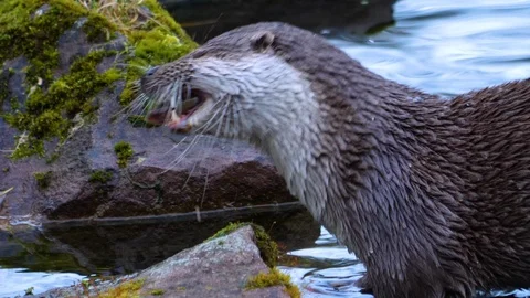 Close up of otter eating Stock Footage 121173634