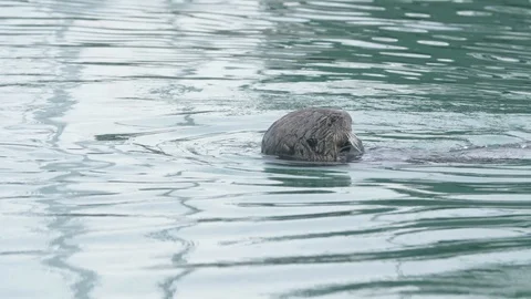 Close up of Otter 스톡 동영상 90230882