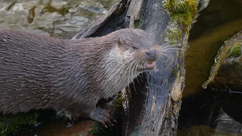 Close up of otter Stock Footage 122175980