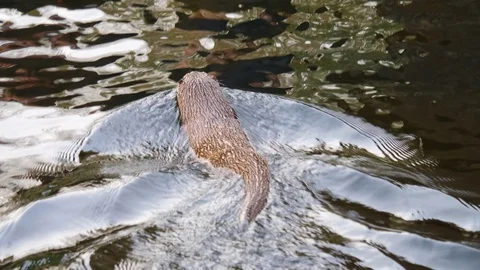 Close up of otter Stock Footage 122176038
