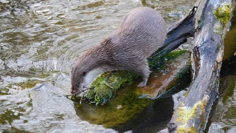 Close up of otter Stock Footage 122176145