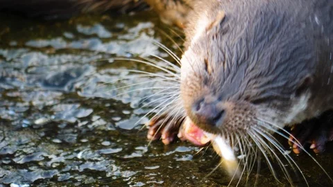 Close up of otter Video stock 122176231