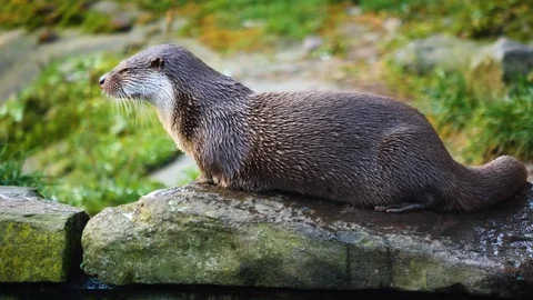 Close up of otter Stock Footage 122176268