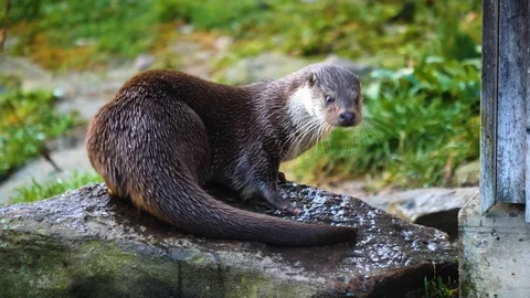 Close up of otter Stock Footage 122176319