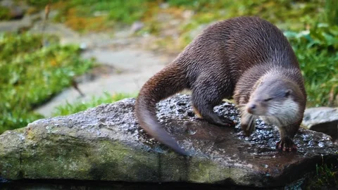 Close up of otter Stock Footage 122176440