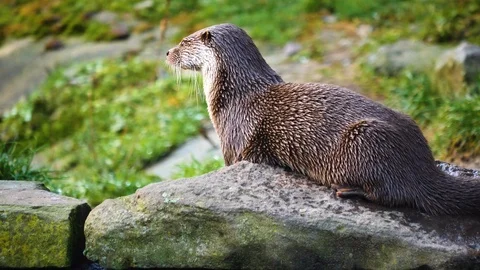 Close up of otter Video stock 122176447