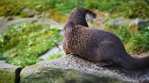 Close up of otter Video stock 122177237