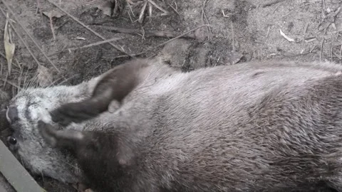 Close-Up Otter Playing With Pebbles and Glancing Up 4K Stock Footage 319084765