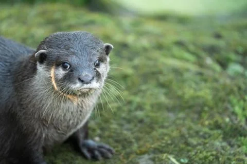 A Close Up Of An Otter On Some Grass Stock Photos