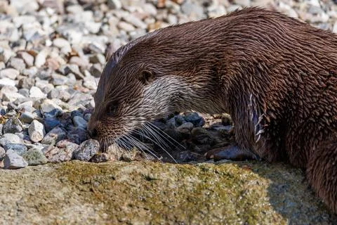 A close up of an otter at the zoo Stock Photos